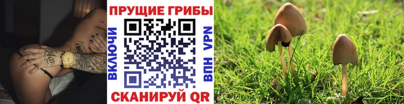 Галлюциногенные грибы MAGIC MUSHROOMS  закладки  Великий Новгород 
